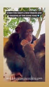 14K views · 1.2K reactions | Liberia Chimpanzee Rescue on Reels | Facebook