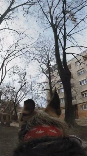 Dog POV city walk - Bumblebee 🐕 Follow the Dog