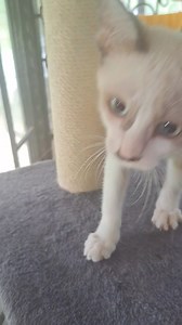 I'm cleaning house, but Sassy just wants to PLAY! #kittenplay #kittens #cats #of #kitten #kittensofinstagram #cat #catsofinstagram #kittenlove #instagram #world #catlife #catstagram #catlovers #kittenlovers #catlover #kittenlife #petplay #kitty #ddlg #kittenplaycommunity #kittycat #bdsm #littlespace #cute #meow #catoftheday #bdsmcommunity #kittenoftheday #mdlb | The CAT Diaries