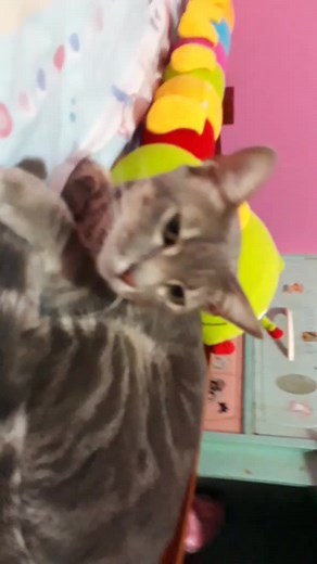 Mi hermana gata dormida con mi mami humana