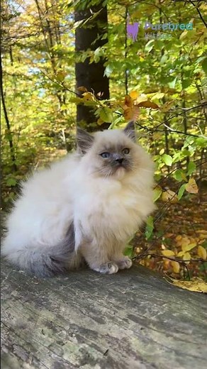 Meet Nika: The Blue Mitted Ragdoll Kitten 😻 Gentle, Fluffy & Ready for Love! #Ragdoll