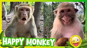 🐵 Happy Monkey Smiling and Playing! Funny and Cute Monkey Video 🐒😊