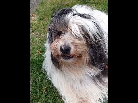 Felting a Dog Hair Hat
