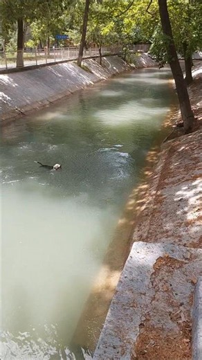 ☀️ Havo 45°C bo'lsa ham, bu aqlli kuchukcha yechimni topibdi! 🐶💦 Kanaldagi mazza qilib cho'milish uy