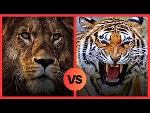 Lion vs Tiger | Who's Stronger? | Who's the Real King?