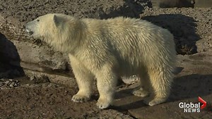 Juno the polar bear on the move from Toronto Zoo to Winnipeg’s Assiniboine Park & Zoo