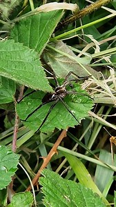 19 reactions | I saved a spider from drowing and I am pretty sure it will come to my side to help in my darkest hour to repay the life debt!  | Cactus Jerk | Facebook