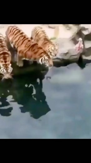 Memer toad on Instagram: "The last one 🤣 . . . . . . . . #meme #memes #memesdaily #funnymemes #animals #humor"