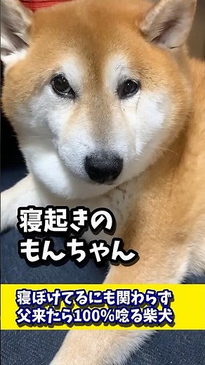 Shiba Inu who growls 100% of the time when Dad comes over, even when half-asleep #shibadog #shiba...