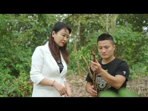 Slow Road to Hainan EP22 | Chengmai, Hainan: A Magnet for Entrepreneurs