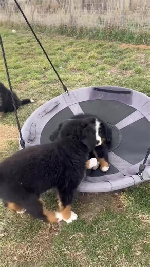 Fun Swing for Bernese Puppies: Building Confidence