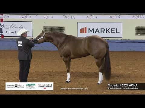 Aged Stallions - 2024 AQHA World Championship Show