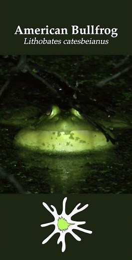 Bullfrog Croaking
