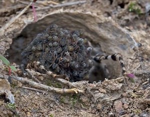 11K views · 250 reactions | This Wolf Spider mum carries her babies...