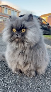 Queen B spotted a bird on her rounds and it flew into a hedge. Her frenzied tail is so funny! 🐦👀 #stealth #cat | Bobbie the Persian