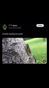 15K views · 27 reactions | Cicadas are “true bugs” in the Hemiptera...