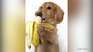 Dog shows off its incredibly efficient banana-eating technique