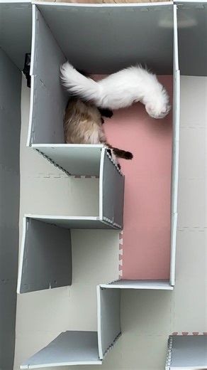 2.2K views · 23 reactions | Ep 1 | Cat maze will they complete it? #cat #catchallenge #catmaze #FunnyCats | Mia & Jerrie | Facebook