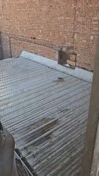 Hawk eating a pigeon alive.