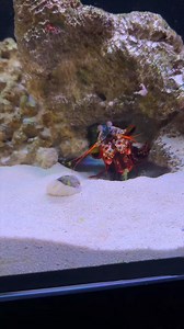 33K views · 152 reactions | Mantis Shrimp Clam-Cracking Power Unleashed #mantisshrimp #aquarium | Peacock Aquatics | Facebook