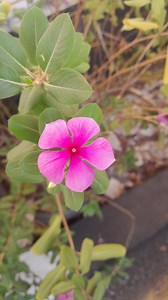 Periwinkle Seeds Catharanthus Vinca Rosea Flower 100 Seeds