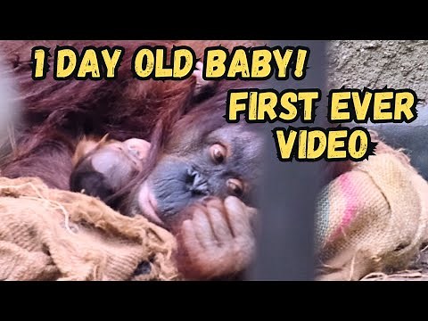 Amazing First Video Of One Day Old Baby Orangutan