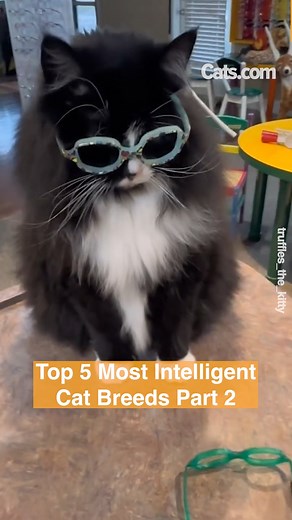What Are The Top Most Intelligent Cat Breeds? Let's Find Out... | Cats.com