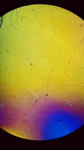 Sea-Monkeys Under the Microscope