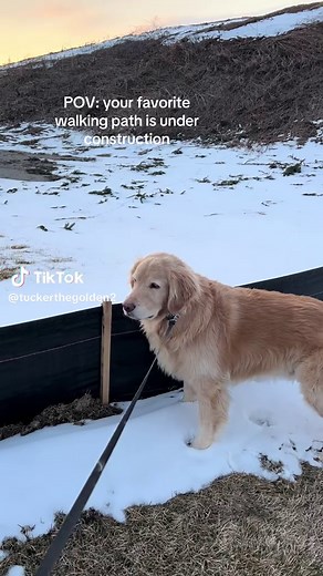 Tucker's Construction Adventure: A Stubborn Dog's POV