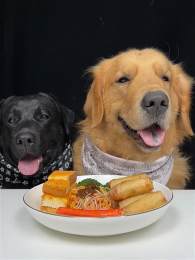 #dog #asmr #eating #golden #labrador