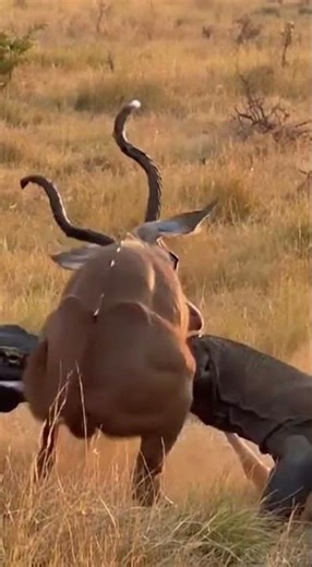 Deer vs. Komodo Dragons: A Fierce Wild Encounter