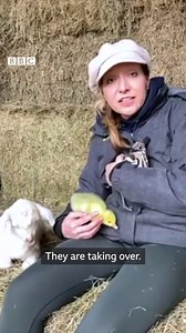 A baby goat, goose and emu have formed an unlikely friendship. The animals became friends after being hand-reared on a farm in Wiltshire, England. https://bbc.in/3ruPEcd | BBC News