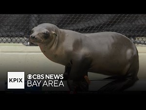 Sea lion rescued from Sunnvale Google campus released back into ocean