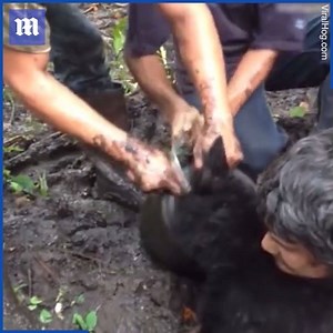 821K views · 4.6K reactions | These guys saved a bear with a bucket stuck on his head...how selfless and brave!  via ViralHog | Daily Mail Video | Facebook