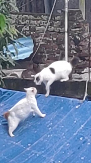 #cat #catfighting #angrycat #angrycatvideo #funnycat
