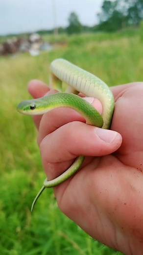 Smooth Green Snake! #daveodd #smoothgreensnake #snake #snek
