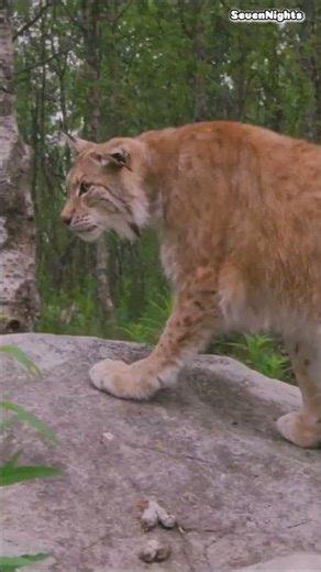 Discover Germany's Wildlife #travel #discover #germany #wildlife #explore #animals #nature #shorts