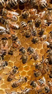 The waggle dance is not just fancy footwork, the waggle dance is a highly evolved form of communication that bees use to share the exact location of a forage source with the rest of the hive. Here’s some waggle 101: 💃 The duration of the waggle indicates the distance to the flower source 💃 The more vigorous the waggle, the more abundant the nectar 💃 The angle of the waggle to the sun represents the angle that the bees need to fly at to reach the flowers So, the next time you see a bee busting