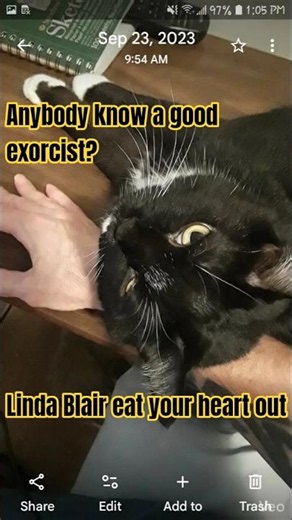 The One and Only Juniper With Maxwells Theme #cute #cat