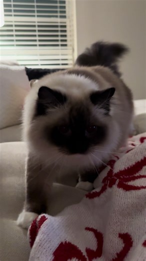 But my beautiful beautiful girl! #ragdoll #cats #ragdollcat #catsoftiktok #ragdollcatsoftiktok