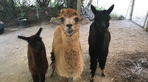 Meet The Shell Factory's cute new alpacas. They just arrived at the North Fort Myers attraction
