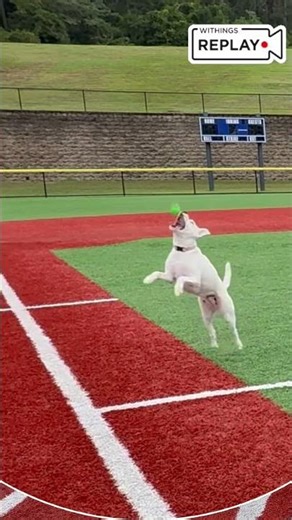 Dog's Hilarious Baseball Fails