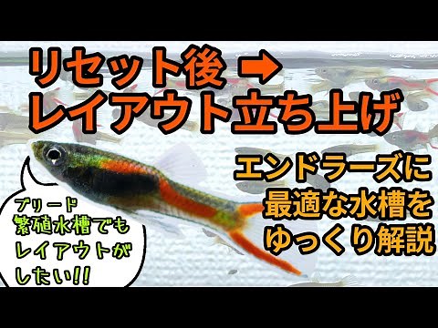 【アクアリウム】原種系グッピー エンドラーズ繁殖水槽をリセット➡最適な形にレイアウトして立ち上げ！【ゆっくり解説】