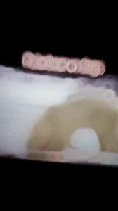 30K views · 98 reactions | Polar bear vs dogs | Hester's Black & Tan Hounds | Facebook