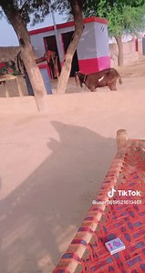 👉mukhtiar88👈 (@mukhtia88)’s videos with