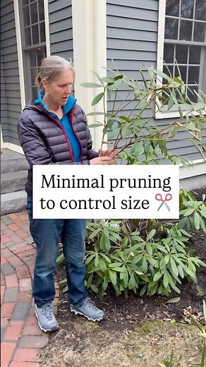 How To Avoid Having Overgrown Shrubs✂️