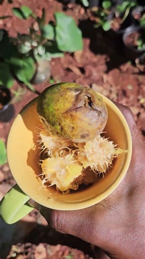 Using Fruits to Make Nutrient Rich Compost