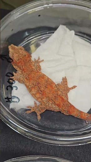 Stunning Gargoyle Gecko Morphs! 😁 ¡Asombrosos Morfos de Gecko Gárgola!