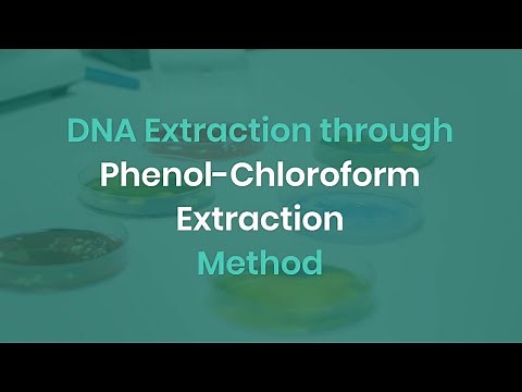 Easy DNA Extraction | Phenol-Chloroform Method | Steps