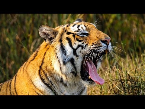 Animals of Asia 4K | Stunning Wildlife & Nature Relaxation Film
